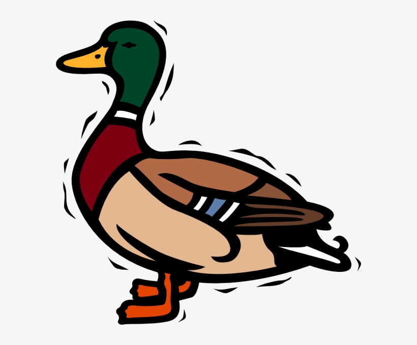 Mallard Duck Clipart, transparent png #1598646