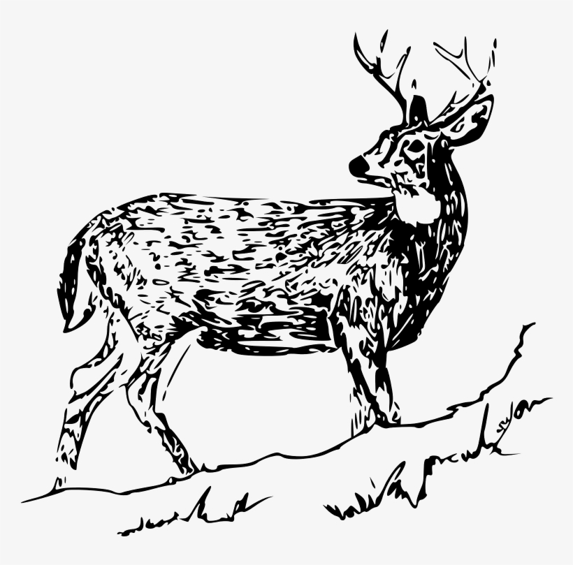 White Tailed Deer - White Tailed Deer Clip Art, transparent png #160070