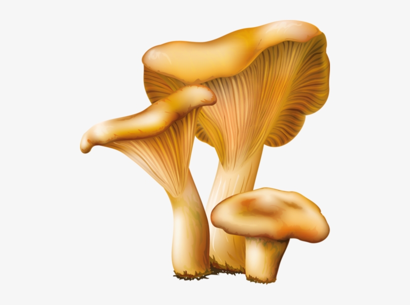 Tubes Champignons - Mushroom Vector Png, transparent png #160514
