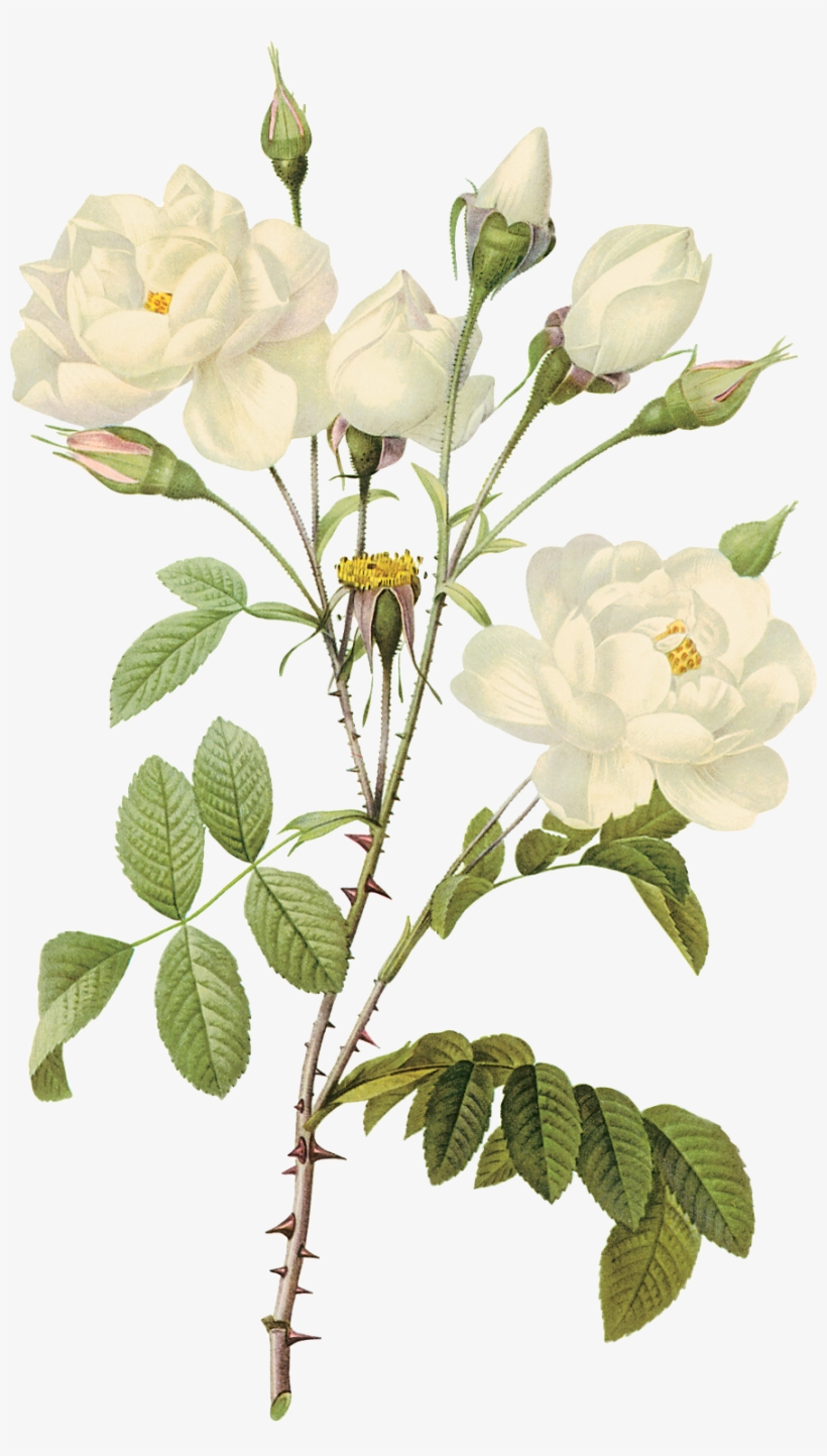 Png Imges Free Download - Transparent Background White Flowers Png, transparent png #160667