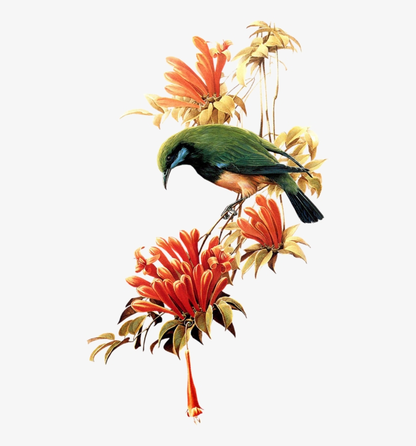 Birds, transparent png #160744