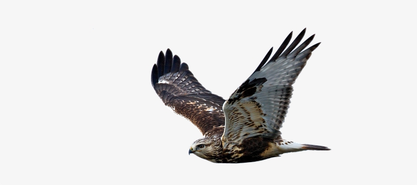 Hawk, Flight, Raptor, Bird Of Prey - Hawk Transparent, transparent png #160887