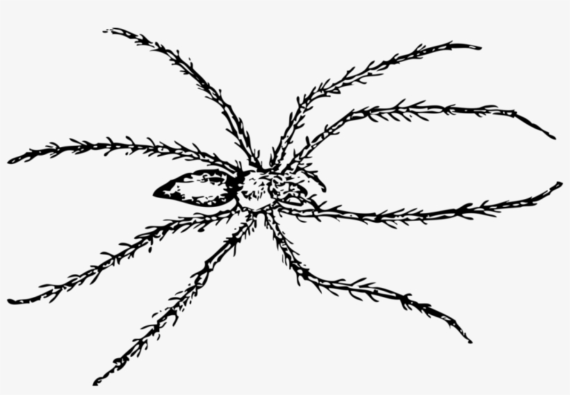 Spider Drawing Line Art Tarantula - Spider Clipart Black And White, transparent png #161365