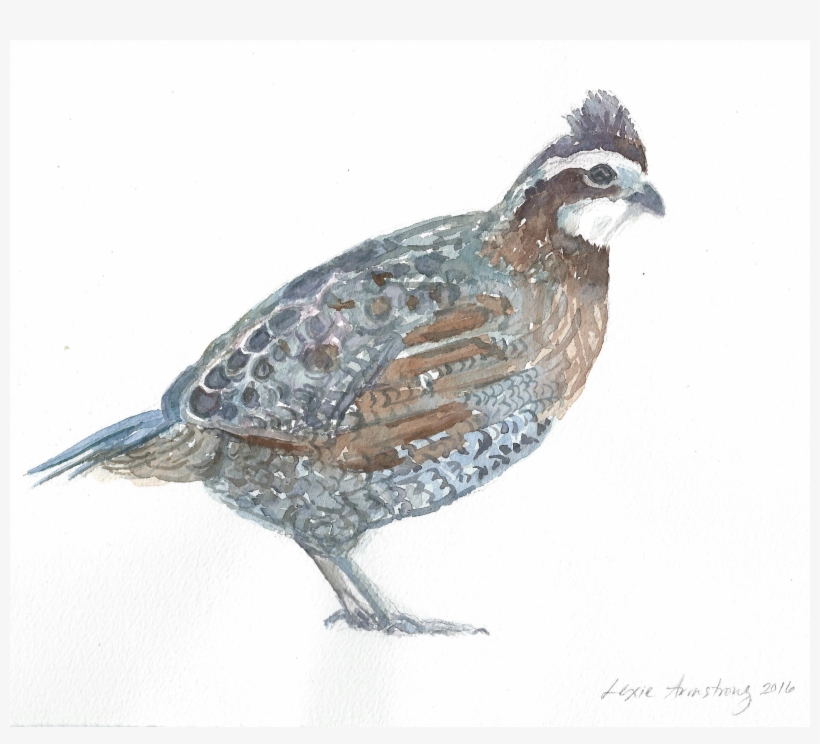 Northern Bobwhite Watercolor Painting - Watercolor Painting, transparent png #161944