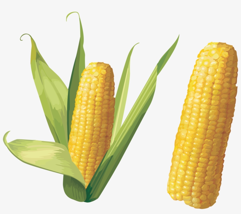 Corn Png Image - Corn Png, transparent png #162270