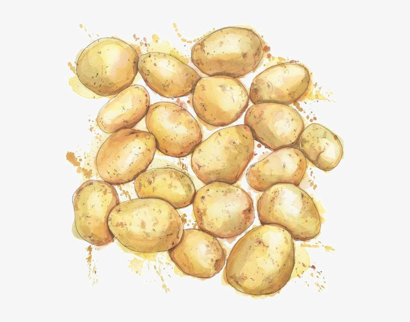 Watercolor Painting Drawing Potato Illustration - Watercolour Potato, transparent png #162336