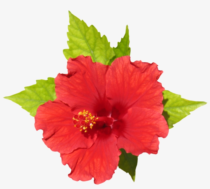 Members - Flover Rendering, transparent png #162666