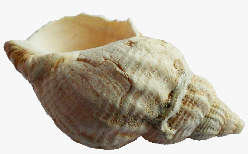 Free Png Seashell Png Images Transparent - Sea Shell Png, transparent png #162711