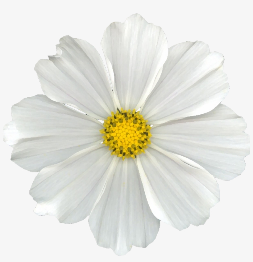 White Flower Png Clip Free Library - Daisy Flowers No Background, transparent png #162983