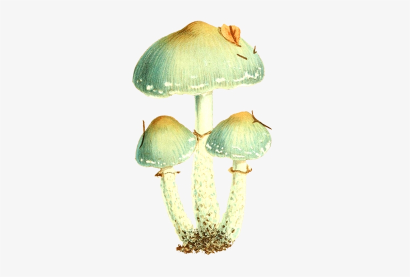 Free Graphic Friday - Vintage Mushroom Png, transparent png #163034