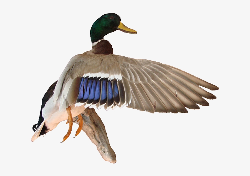 Image Free Stock Mallard Duck Png - Mallard Flying Png, transparent png #163606