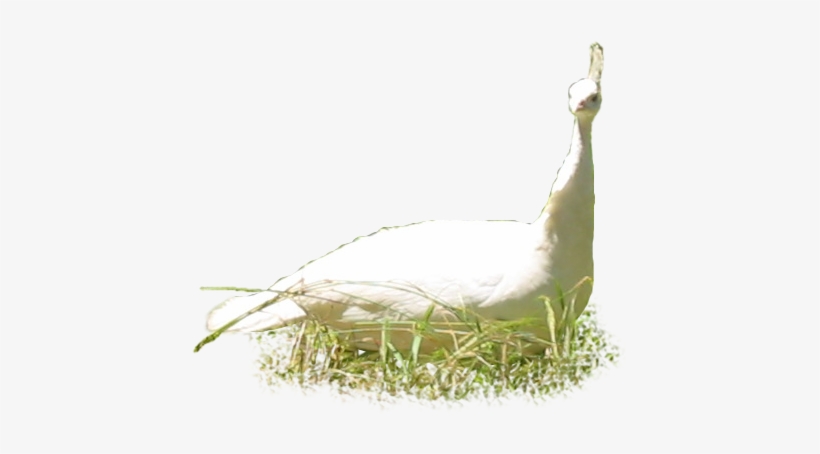 Animals/ Birds/ Albino Peahen - Painting, transparent png #163611