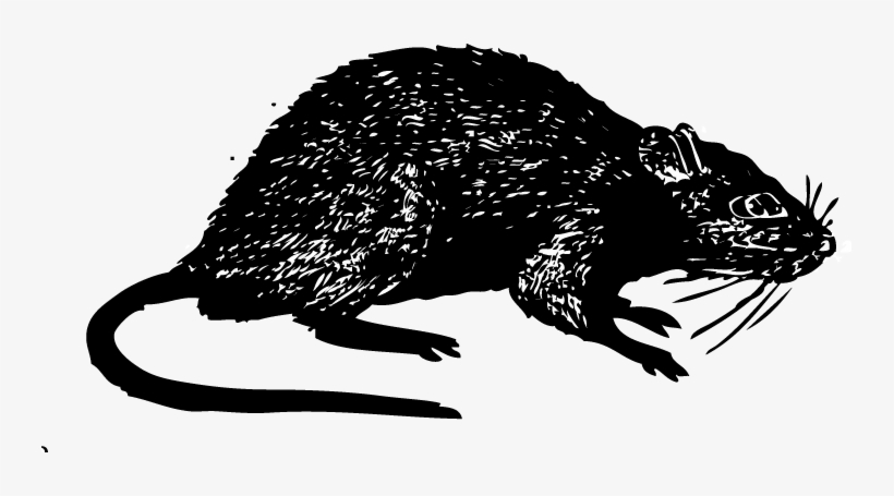 Rat - Journalism, transparent png #163702