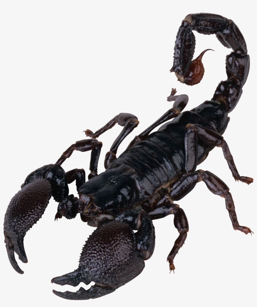 Scorpion Png, transparent png #163724