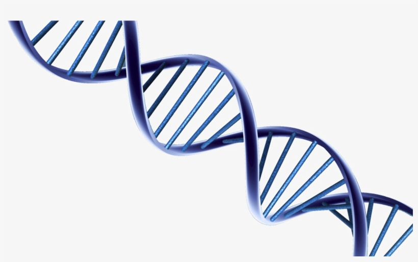 Dna Png Photo - Psa &amp; Prostate Cancer Research, transparent png #163770
