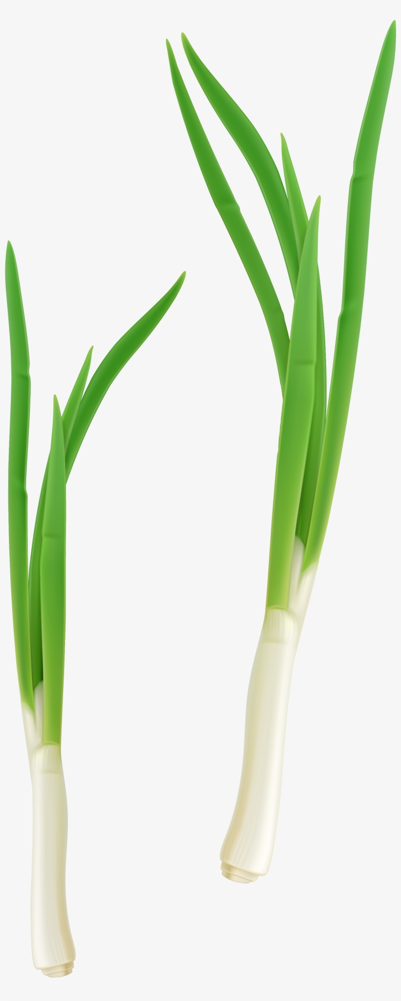 Cebolla De Verdeo Planta, transparent png #163896