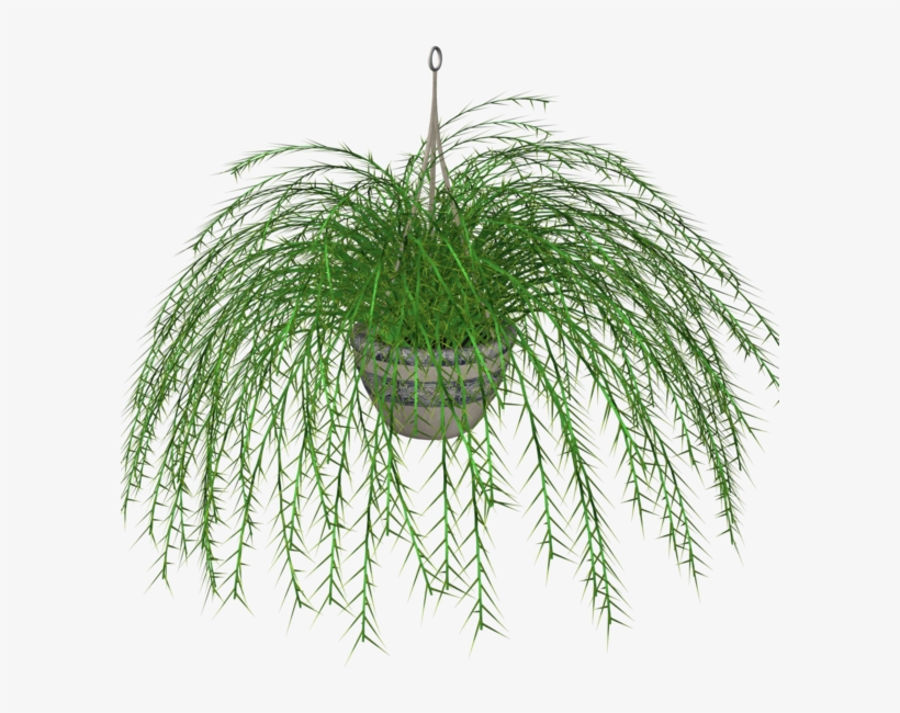Hanging Fern Stock Plant By Madetobeunique On Deviantart - Clip Art, transparent png #164224
