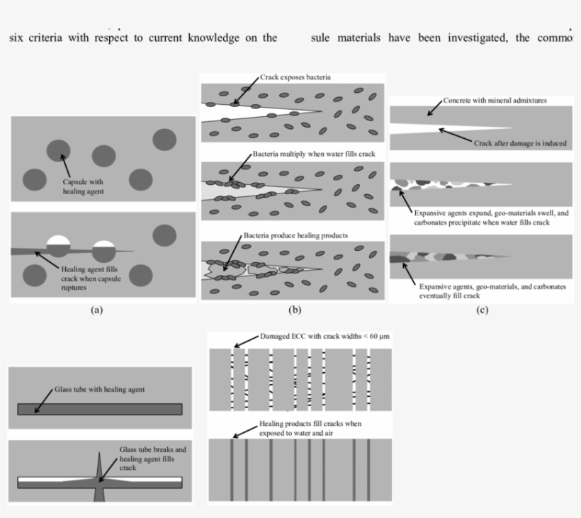 Mineral Admixtures Self Healing Approach, (d) Glass - Bacteria Based Self Healing Concrete, transparent png #164385