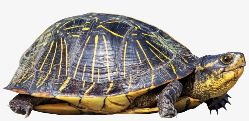 Turtle Png - Turtle With Clear Background, transparent png #164452