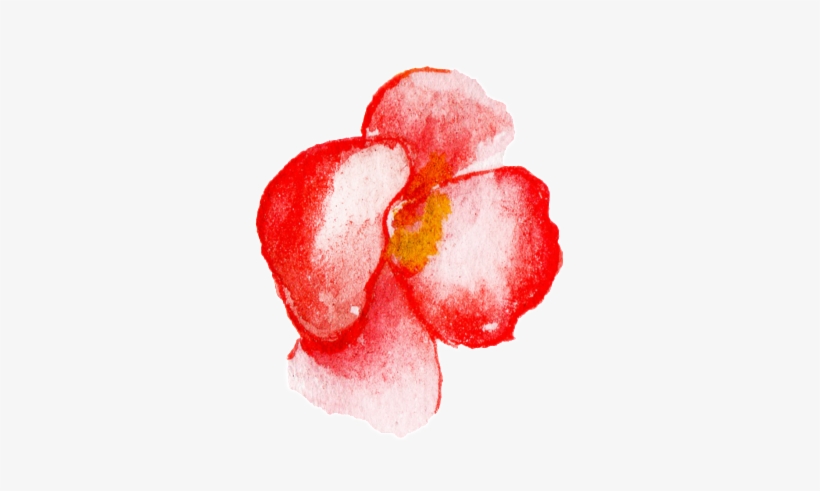 Red Flower Watercolor Hand Painted Transparent - Watercolor Painting, transparent png #164732