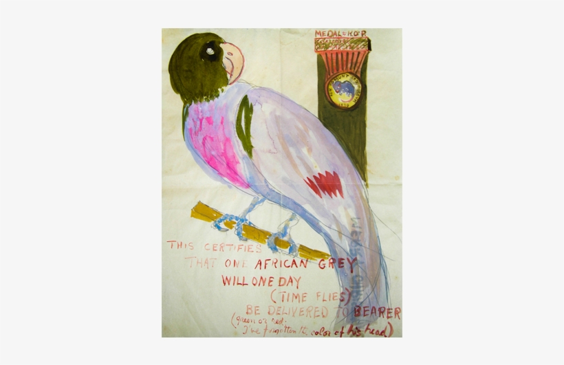 African Grey, transparent png #164752