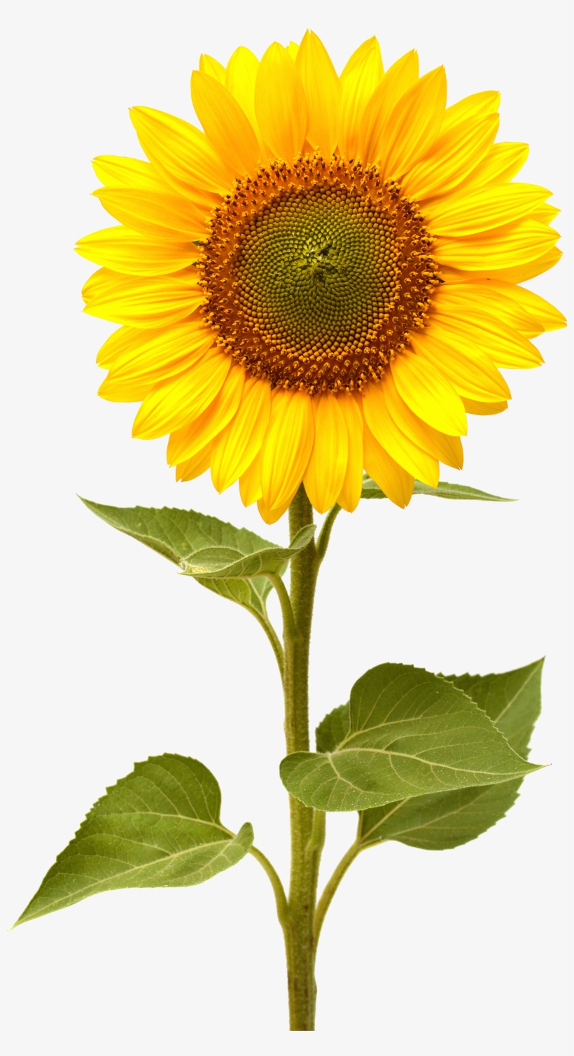 Sunflower Png, transparent png #164782