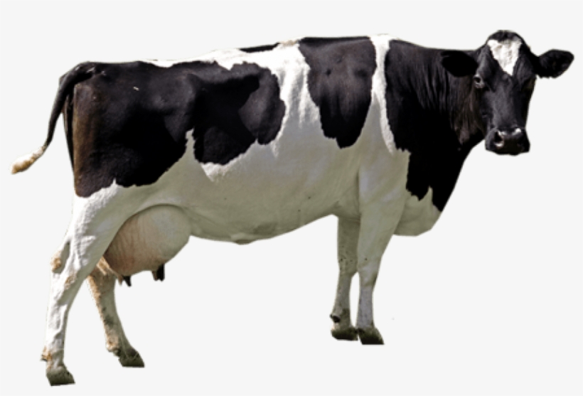 Free Png Cow Png Images Transparent - Cow Png, transparent png #164806