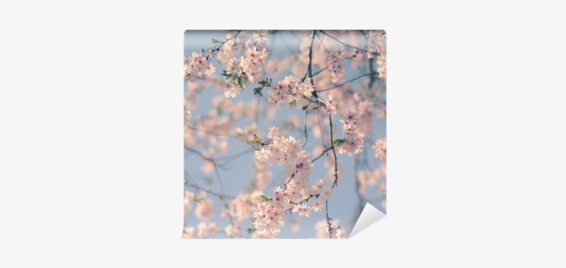 Cherry Blossom Filter, transparent png #165154