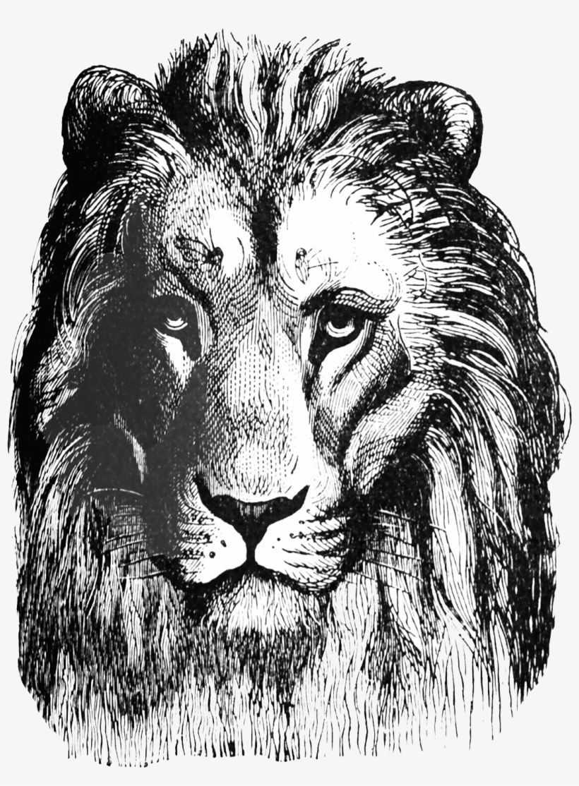 Lion Head Clipart - Lion Stamp Png, transparent png #165178