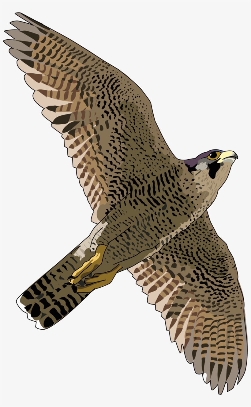 Bald Eagle Png Transparent Free Images - Peregrine Falcon Png, transparent png #165291