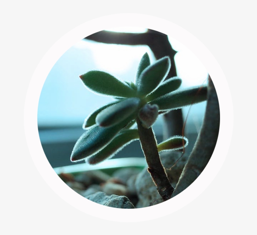 To Transfer The Drawing To My Watercolor Sketchbook, - Agave, transparent png #165309