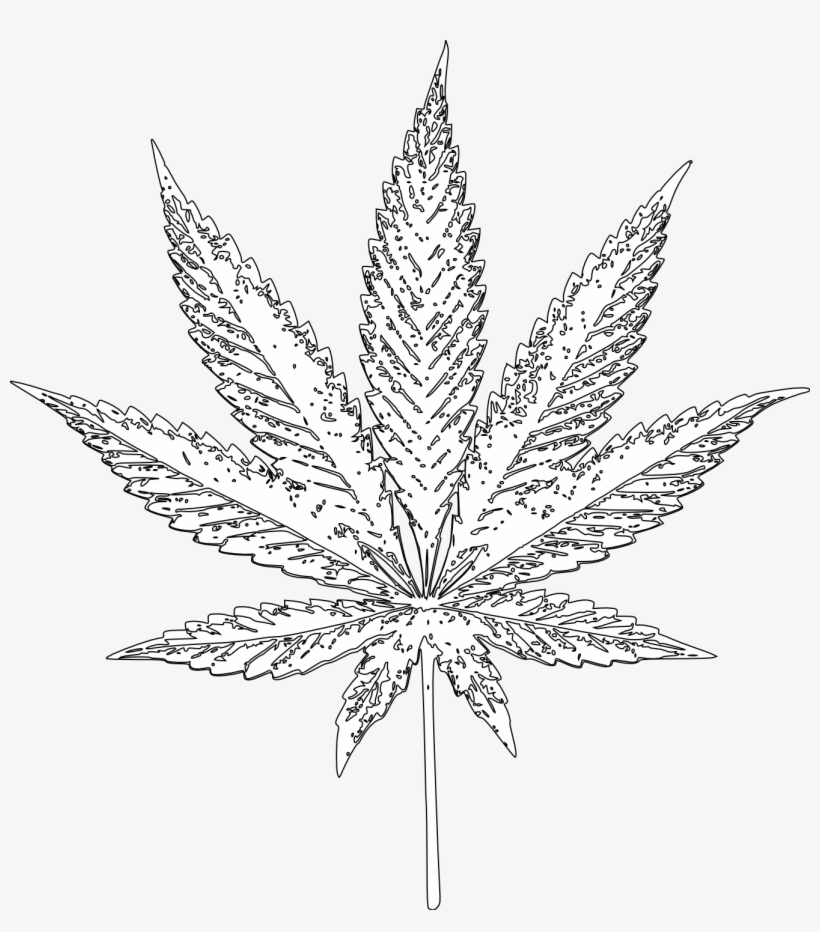 Drawn Weed Indica Leaf - Cannabis, transparent png #165495