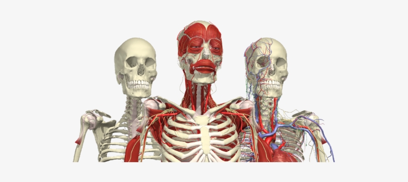 Anatomy Png, transparent png #165580