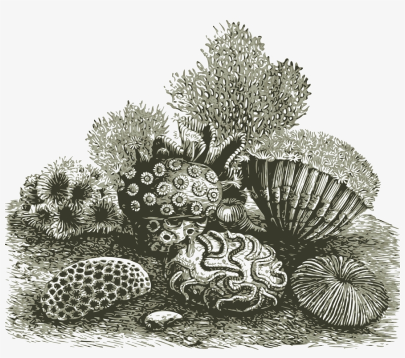 Coral Invertebrate Marine Ocean Reef Coral - Coral Reef Coral Png, transparent png #165817