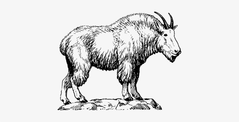 Mountain Goat Graphic Arts Drawing - Mountain Goat Black And White, transparent png #166122
