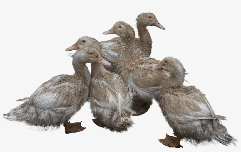 Transparent Background Ducks Png, transparent png #166143
