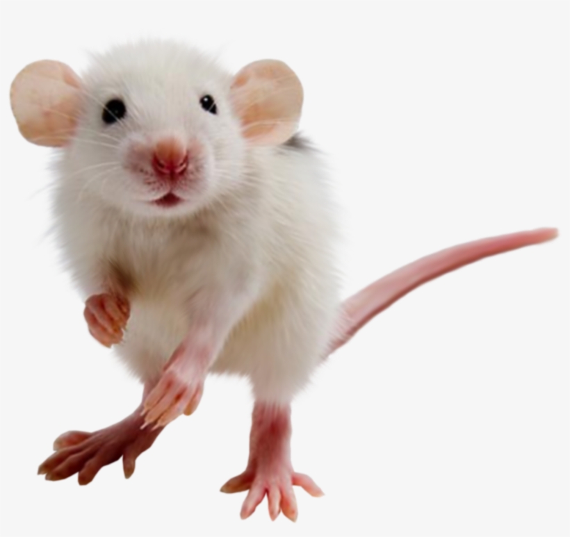 Мышь Пнг, transparent png #166209
