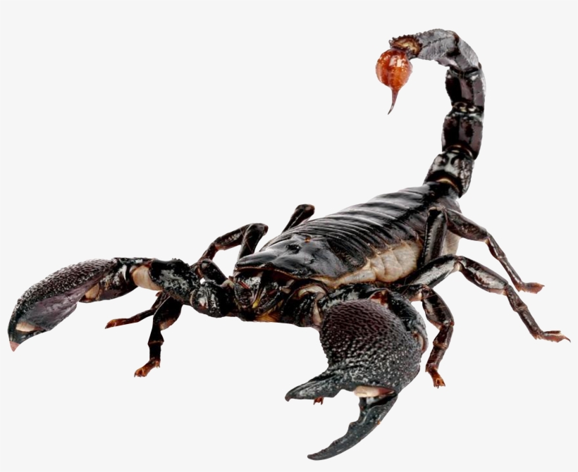 Free Png Scorpion Png Images Transparent - Scorpion Transparent, transparent png #166275