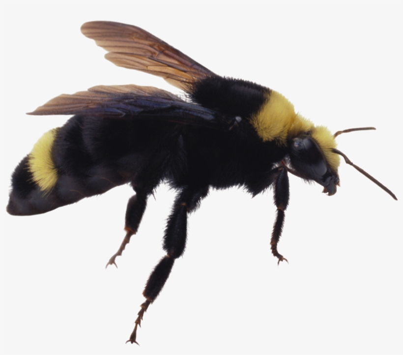 Bumble Bee Insect Png, transparent png #166515