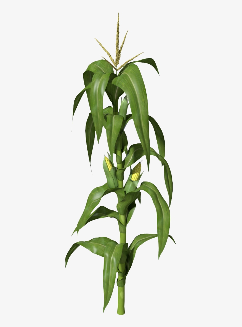 Plants Clipart Corn - Corn Plant Png, transparent png #166562