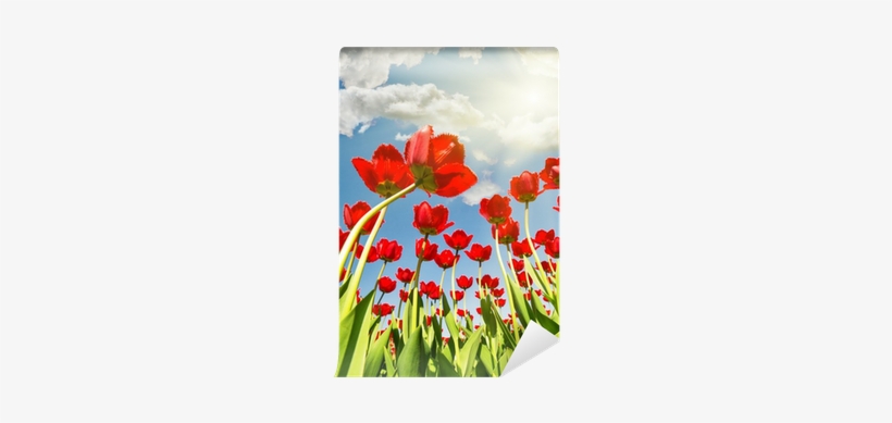 Wallpaper, transparent png #166892