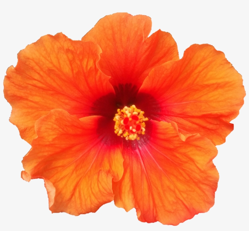 Varieties - Product, transparent png #167182