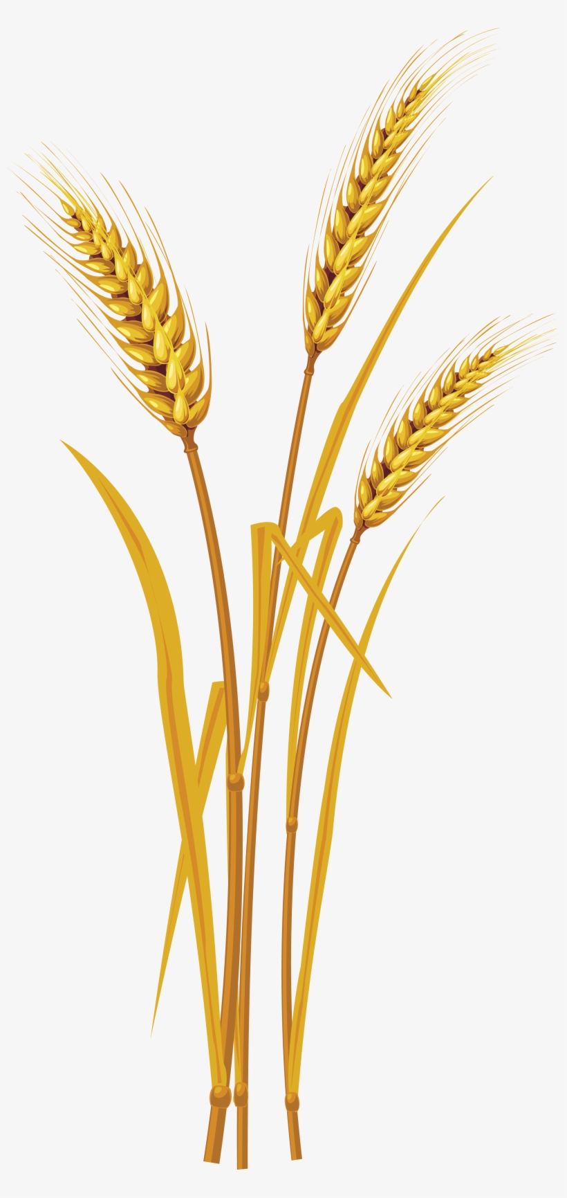 Wheat Png, transparent png #167423