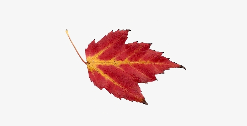 A Quick And Easy Fall Song - Maple Leaf, transparent png #167471