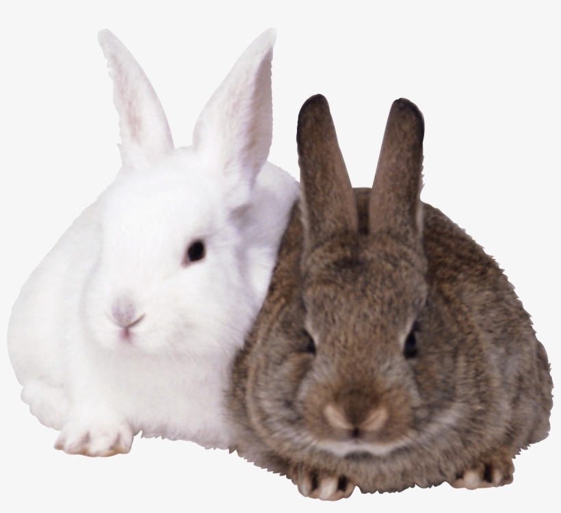 Rabbits Png Image - Rabbits Png, transparent png #167575