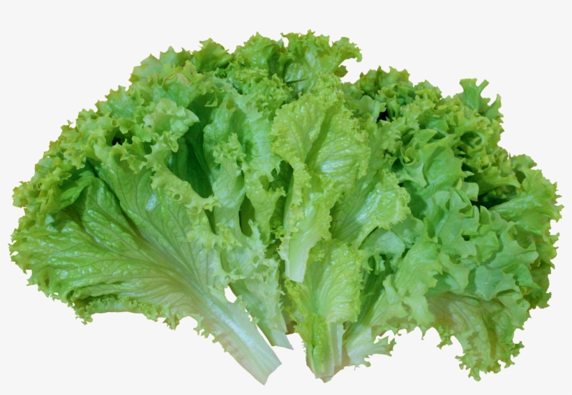 Green Salad Lettuce Png Picture - Lettuce Png, transparent png #167668