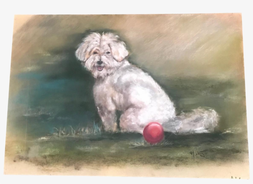French Maltese Dog Pastel Drawing, transparent png #167669