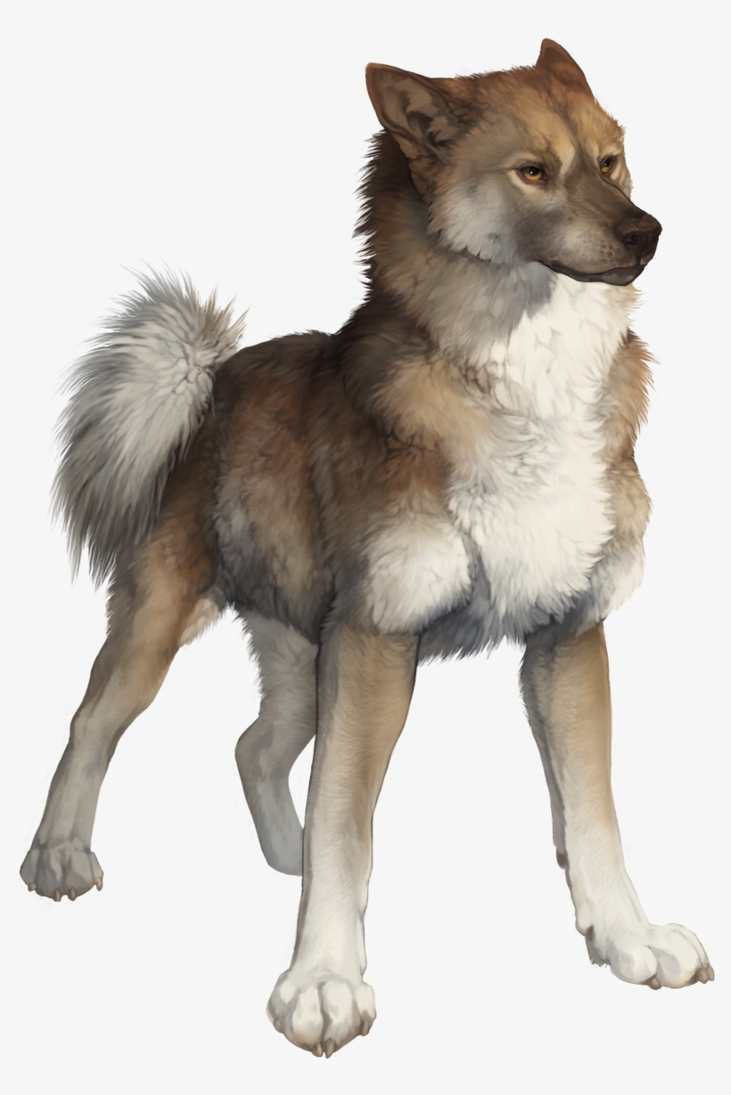Wolf Drawings, Art Drawings, Animal Sketches, Art Sketches, - Wolf, transparent png #168069