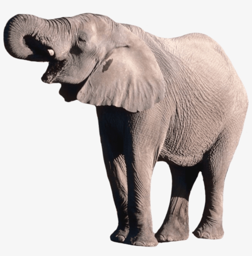 Elephant Png - Elephant .png, transparent png #168274
