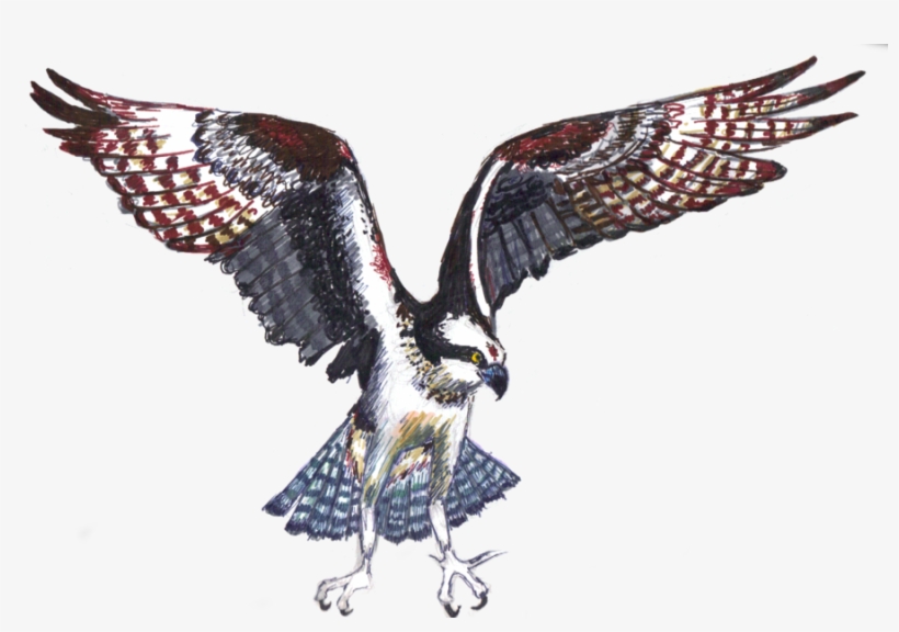 Png Free Library By Little Ampharos On Deviantart Littleampharos - Drawing, transparent png #168518